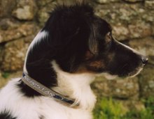 Norstar Dog Collar